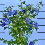 Ibištek sýrsky (Hibiscus Syriacus) ´BLUE CHIFFON´® - výška 120-140 cm, kont. C5L - NA KMIENKU